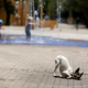 A dog tries to stay cool during a heat wave in Spain in June 2016. (Reuters/Marcelo del Pozo)